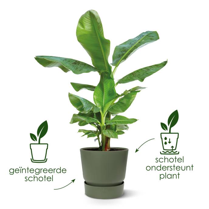 greenville rond 16cm blad groen